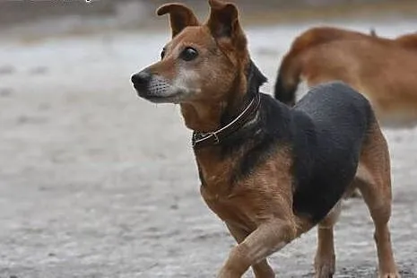 Witek starszy pokorny pies do adopcji.,  małopolsk