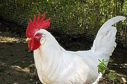 Koguty Leghorn i zwykle, Małopolskie, Raba Niżna