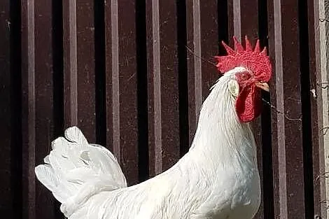 Koguty Leghorn i zwykle, Małopolskie, Raba Niżna