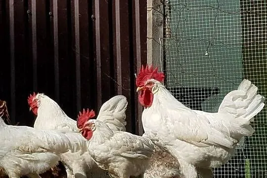 Koguty Leghorn i zwykle, Małopolskie, Raba Niżna