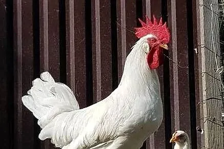 Koguty Leghorn i zwykle, Małopolskie, Raba Niżna