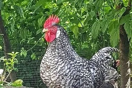 Koguty Leghorn i zwykle, Małopolskie, Raba Niżna