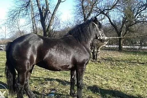 Klacz 18 miesięczna