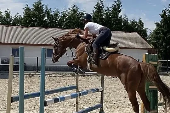 Klacz do sportu po Ulco KWPN/ Voltaire Han., , Wodzisław