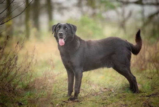 Uśmiechnięty Portos w typie labradora szuka domu!  Portos - merdający ogon, uśmiechnięty pyszczek. P, , Warszawa
