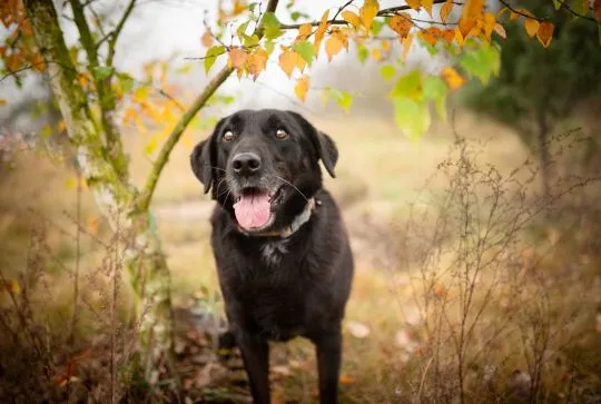 Uśmiechnięty Portos w typie labradora szuka domu!  Portos - merdający ogon, uśmiechnięty pyszczek. P, , Warszawa