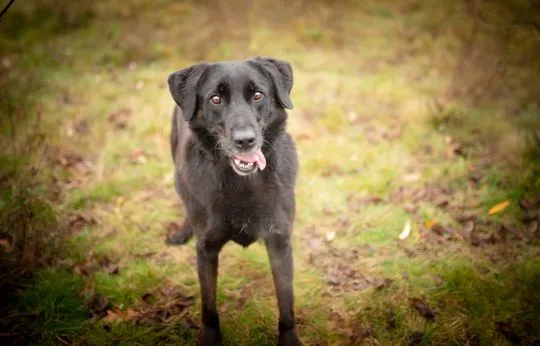 Uśmiechnięty Portos w typie labradora szuka domu!  Portos - merdający ogon, uśmiechnięty pyszczek. P, , Warszawa