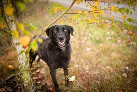 Uśmiechnięty Portos w typie labradora szuka domu!  Portos - merdający ogon, uśmiechnięty pyszczek. P, , Warszawa