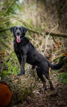 Uśmiechnięty Portos w typie labradora szuka domu!  Portos - merdający ogon, uśmiechnięty pyszczek. P, , Warszawa