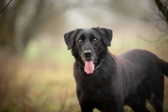 Uśmiechnięty Portos w typie labradora szuka domu!  Portos - merdający ogon, uśmiechnięty pyszczek. P