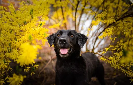 Uśmiechnięty Portos w typie labradora szuka domu!  Portos - merdający ogon, uśmiechnięty pyszczek. P, , Warszawa