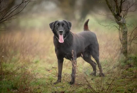 Uśmiechnięty Portos w typie labradora szuka domu!  Portos - merdający ogon, uśmiechnięty pyszczek. P, , Warszawa