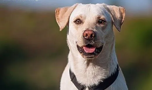 BUDYŃ - roczny LABRADOR mix - czyli ogrom BISZKO