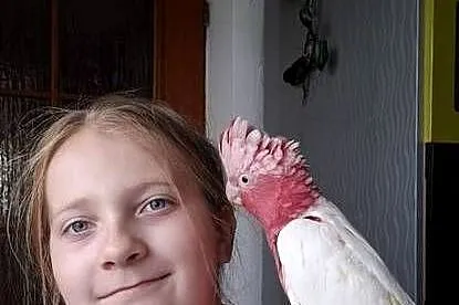 Kakadu różowe lutino