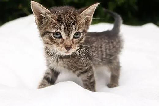 Bobby - kocurek 2 miesiące (Fundacja Agapeanimali),  wielkopolskie Poznań