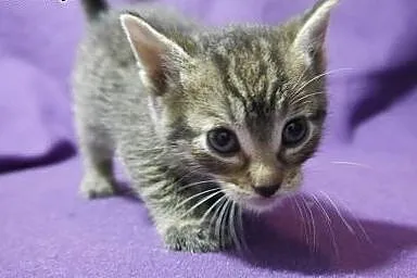 Bobby - kocurek 2 miesiące (Fundacja Agapeanimali)