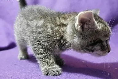 Bobby - kocurek 2 miesiące (Fundacja Agapeanimali)