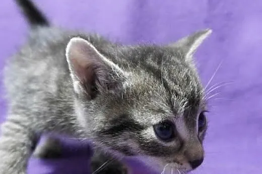 Bobby - kocurek 2 miesiące (Fundacja Agapeanimali)