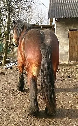 Sprzedam ogiera 2,5 letniego