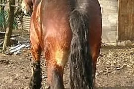 Sprzedam ogiera 2,5 letniego