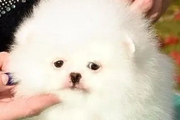szpic miniaturowy pomeranian sunia Mikro mini torebkowa BOO