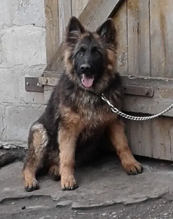 Owczarek Niemiecki,
