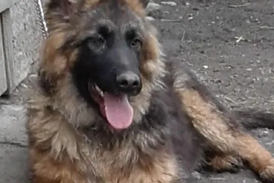 Owczarek Niemiecki,