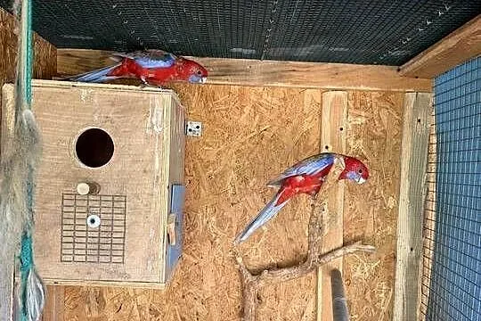Sprzedam dwie pary lęgowe Rozeli Królewskich, Małopolskie, Tarnów