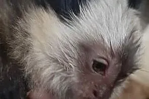 Małpka marmozeta Geoffroy, Lębork