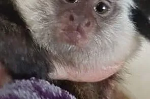 Małpka marmozeta Geoffroy, Lębork