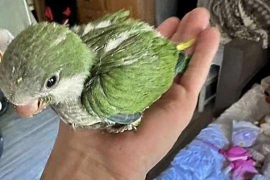 Papużki kolorowe ręcznie karmione, Małopolskie, Zasań