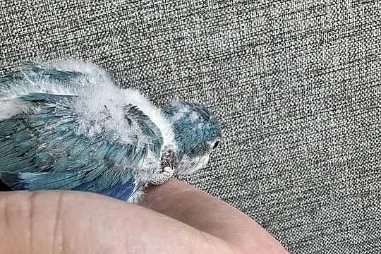 Papużki kolorowe ręcznie karmione, Małopolskie, Zasań