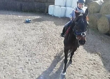 dzierżawa klaczy, Wielkopolskie, Śrem