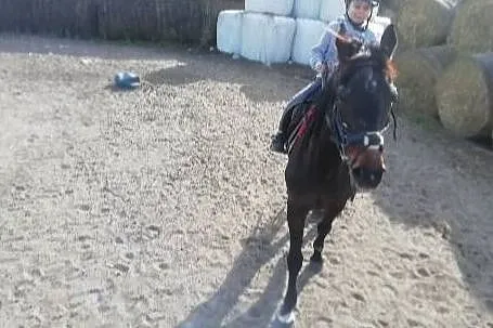 dzierżawa klaczy, Wielkopolskie, Śrem
