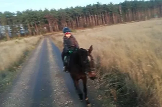 dzierżawa klaczy, Wielkopolskie, Śrem
