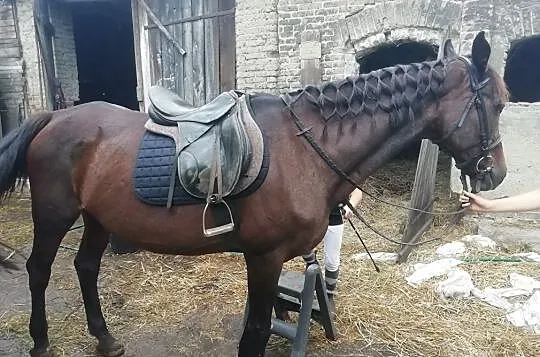 dzierżawa klaczy, Wielkopolskie, Śrem