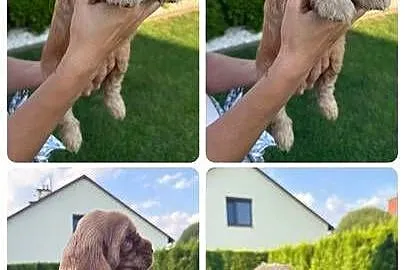 Sprzedam Cocer Spanielki