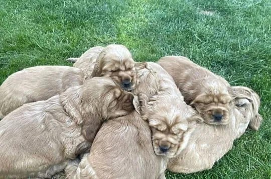 Sprzedam Cocer Spanielki, Małopolskie, Tarnów
