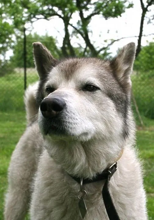 Tedi - dojrzały ideał w typie ALASKAN MALAMUTE ado