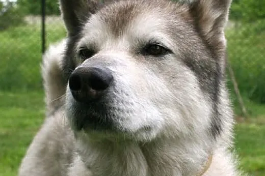 Tedi - dojrzały ideał w typie ALASKAN MALAMUTE ado