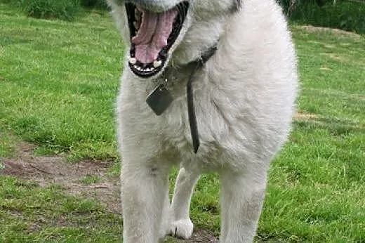 Tedi - dojrzały ideał w typie ALASKAN MALAMUTE ado