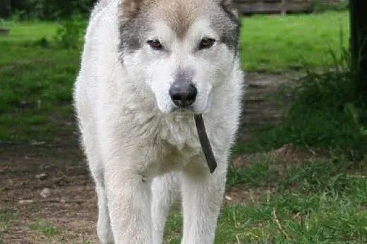 Tedi - dojrzały ideał w typie ALASKAN MALAMUTE ado