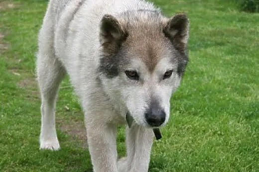 Tedi - dojrzały ideał w typie ALASKAN MALAMUTE ado