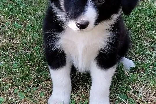 Border collie - pieski, Małopolskie, Nowe Rybie
