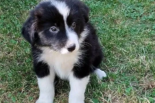 Border collie - pieski, Małopolskie, Nowe Rybie