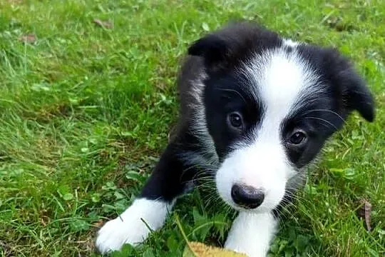 Border collie - pieski, Małopolskie, Nowe Rybie