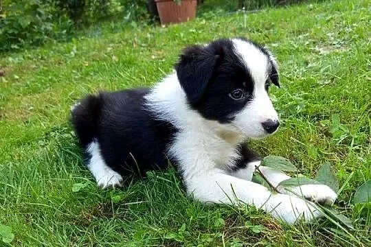 Border collie - pieski, Małopolskie, Nowe Rybie