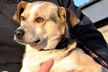 Wesoły i radosny Neonek -2 lata - kochany psiak szuka domu, adopcja,  małopolskie Kraków