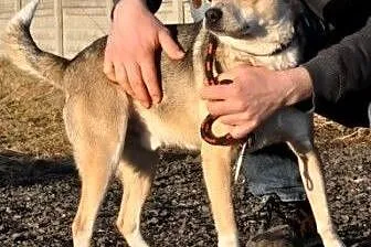 Wesoły i radosny Neonek -2 lata - kochany psiak sz