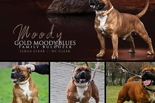 Staffordshire Bull Terrier. Reproduktor, , Legnica